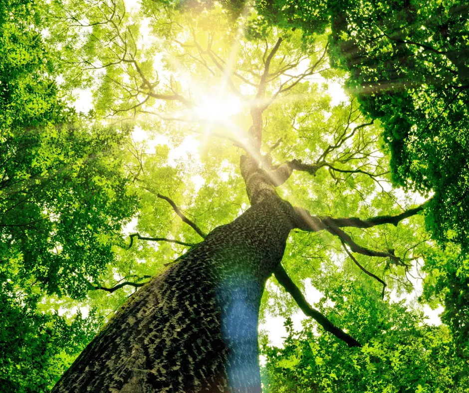 Looking up the trunk of a tree