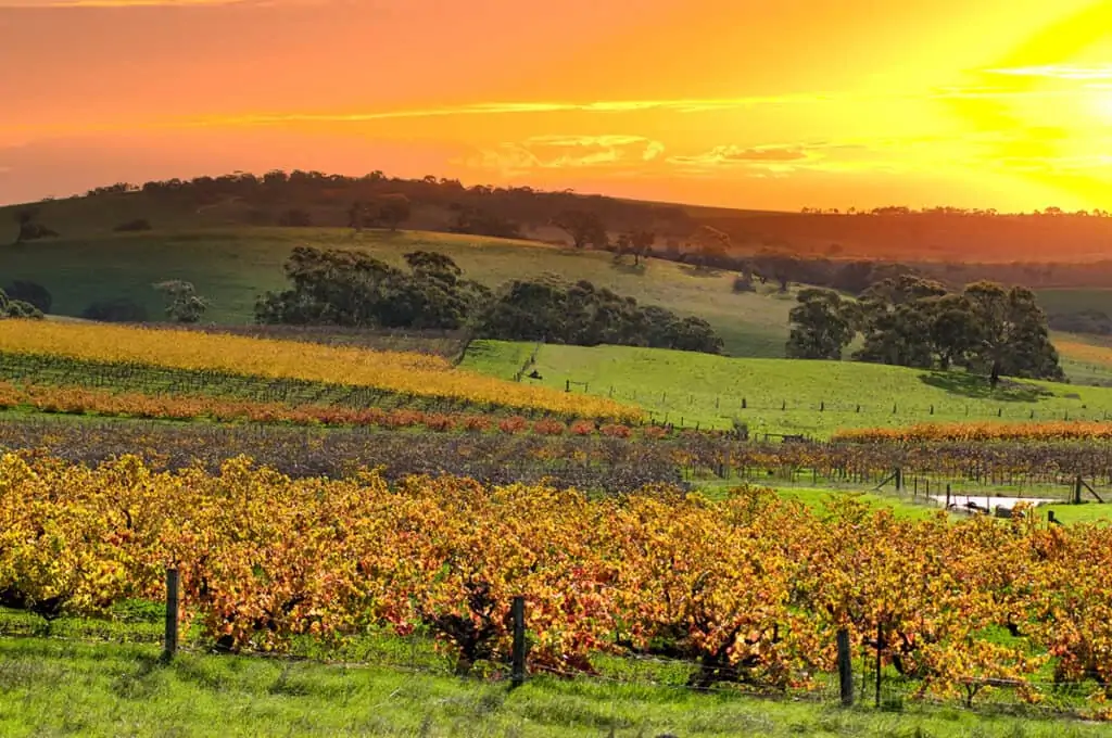 Barossa Valley Vineyards Sunrise